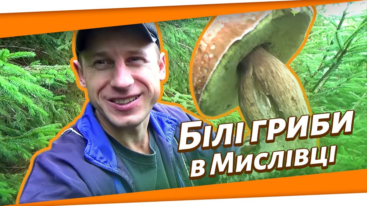 Карпатські гриби (Мислівка). Білі гриби у Карпатах