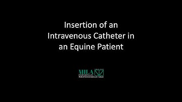Insertion of an intravenous catheter in an equine patient