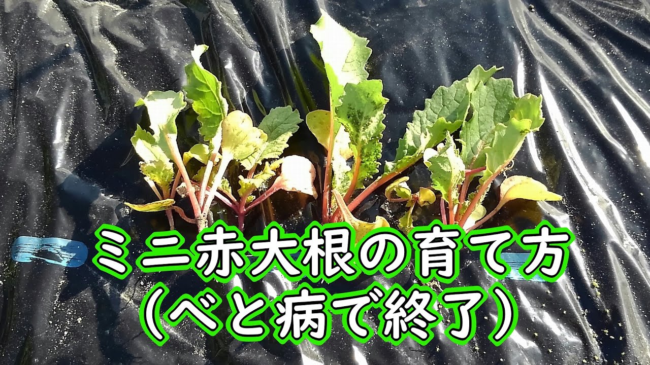 ミニ赤大根の育て方 べと病で終了 有機栽培でおいしい野菜作り