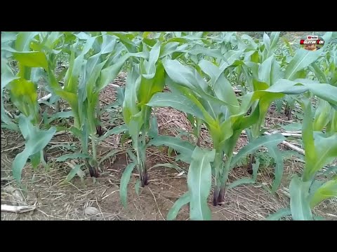 Video: Jarak Untuk Kebun Herbal: Pelajari Seberapa Jauh Jarak Menanam Tanaman Herbal
