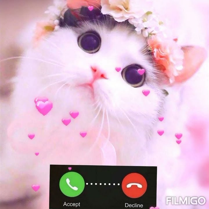 Cute Cat πΊ Ringtone - Ringtone for SMS | MMS | Notification πΊπΊπππ