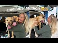 We flew our dogs to america emotional reunion