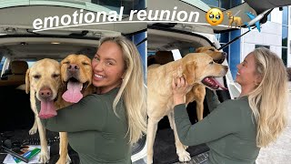 WE FLEW OUR DOGS TO AMERICA! *Emotional Reunion* by Elle Swift 219,307 views 3 weeks ago 32 minutes