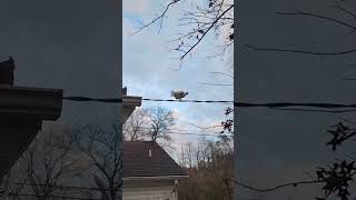 Roof-Climbing Chickens Walk a Suspended Wire