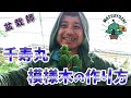 【千寿丸八房黒松ミニ盆栽】模様木の作り方【鉄板テンプレート】初心者盆栽お手入れ講座