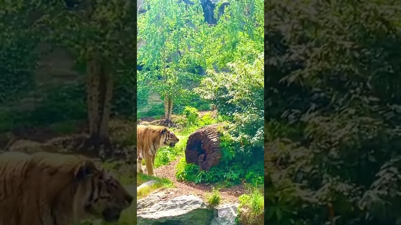 Germany 🇩🇪 Berlin Zoological Garden  