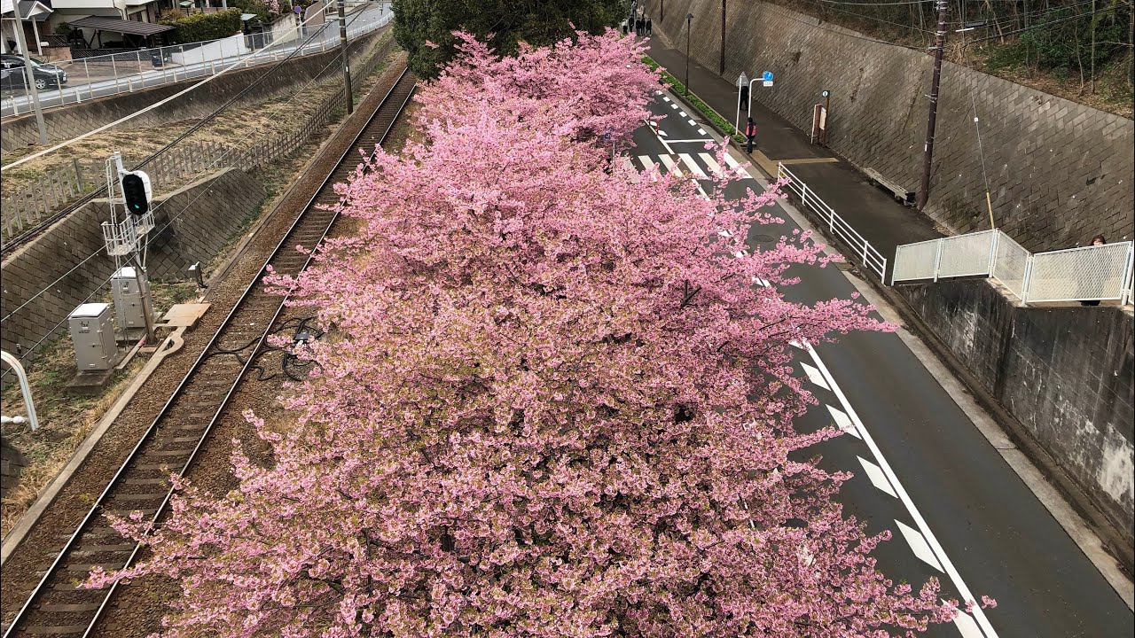 三浦海岸の河津桜🌸を見に行ってきました。2025年03月06日撮影