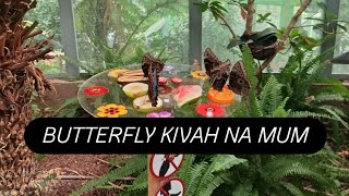 Zerusalem A Butterfly Ki Vah Mun