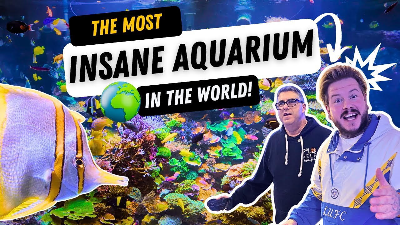 Inside the Largest Private Saltwater Aquarium IN THE WORLD | Polo Reef - A Mega Tour