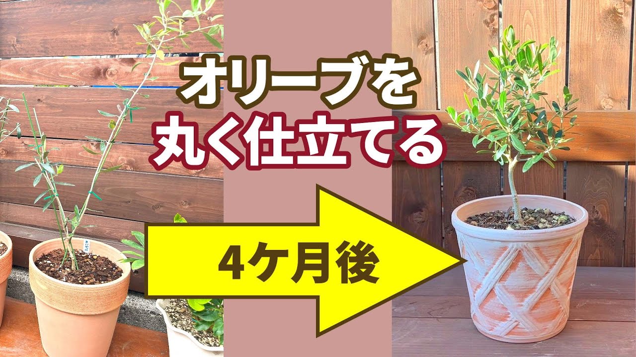 【オリーブの剪定】ヒョロヒョロのネバディロブランコをこんもり丸く可愛く仕立てる剪定