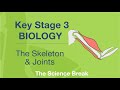 Understanding the Skeleton and Joints