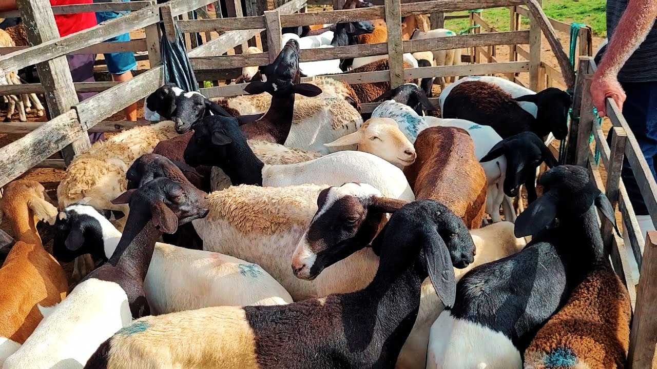 FEIRA DE BODE E PORCCO DE CARUARU PE, TERÇA FEIRA, 20.02.24 