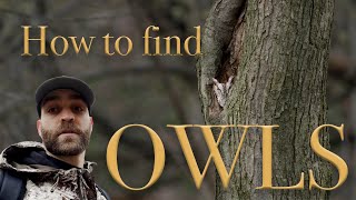 How to Find Owls | Bird Photography