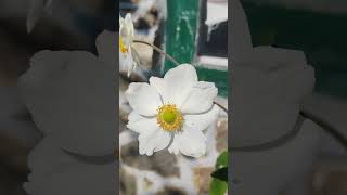 #naturelove #mobilephotography #mobilecamera #naturalbeauty #villagelife #naturephotography