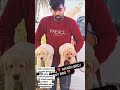 #labrador.9053917525 sonu dog kennel panipat haryana 🔥