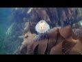 How to film underwater Anemone eating jellyfish + jellyfish tangled in seaweed in Ireland.