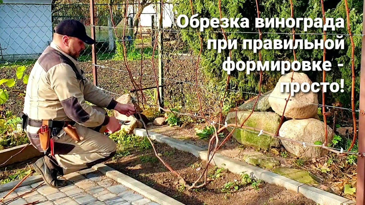 Обрезка винограда при правильной формировке - просто!