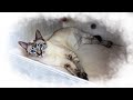 🌀Pregnant Thai cat Mia | Thai kittens will see the world very soon | Traditional Siamese cats