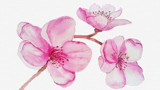 blossom cherry watercolor flowers painting botanical easy tutorial