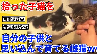 【2ch動物スレ総集編】メス猫が捨て子猫を庭で発見→2年育て続けた結果