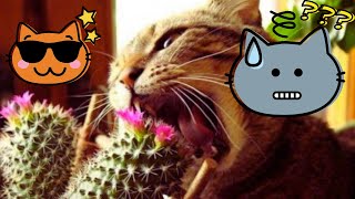  Cute Cat and Human Are Best Friends  Compilation of Cat Funny Videos  Funny Cats On Camera #2