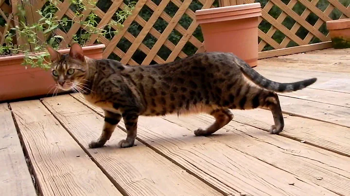 Video 600921: bengal cat asian leopard, f3 bengal cat