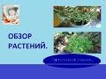 Обзор некоторых растений. Что, где и как.