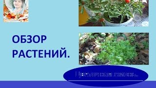 Обзор некоторых растений. Что, где и как.