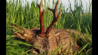 Roebuck Hunting in Poland with Robin Hood Hunting-Rehbock Jagd in Polen chevreuil-Chasse en Pologne