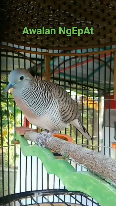 Suara burung Perkutut awalan ngepat2338