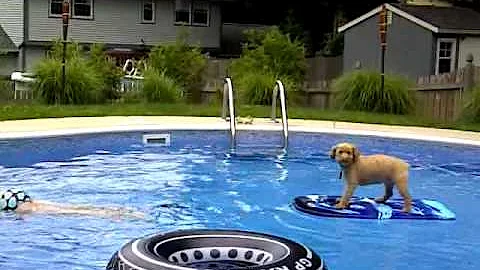 sammy phelps
