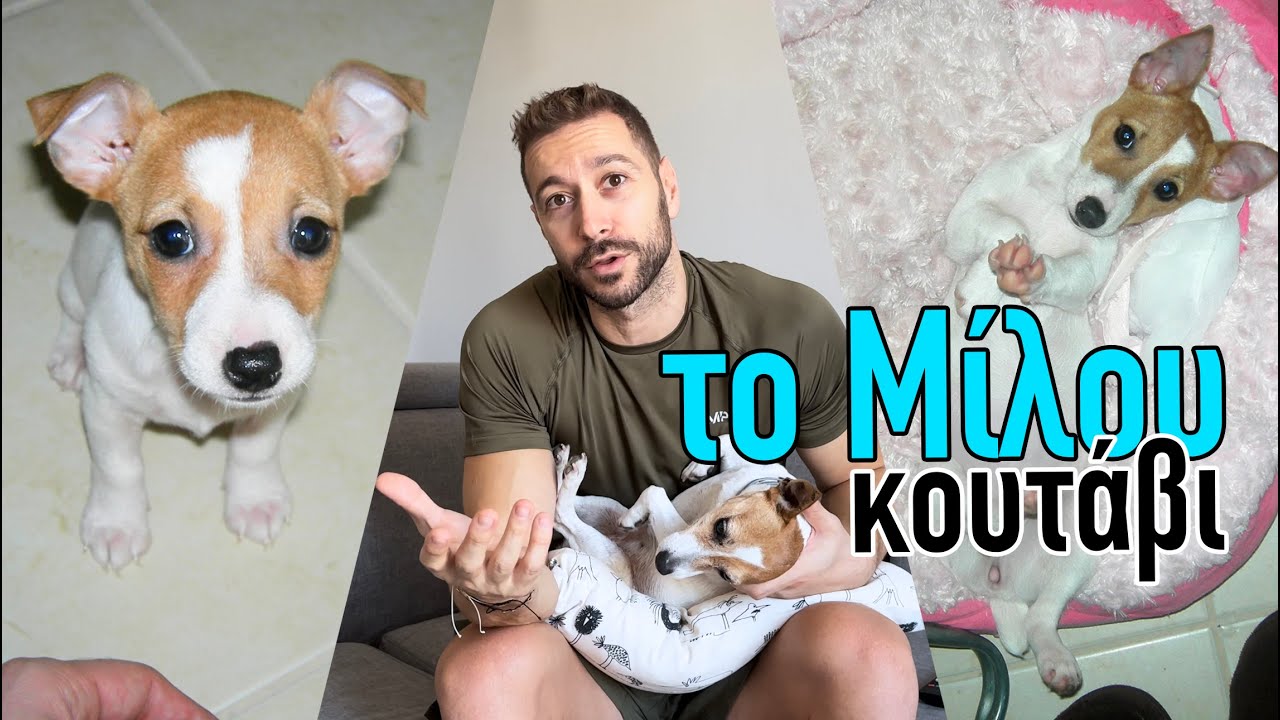 Το Μίλου κουτάβι