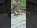 Squirrel #squirrel #animals #cute #wildlife #shorts