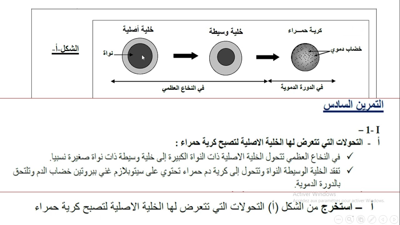 الجزء الاول من حل تمرين مجلة التفوق للاستاذ بوالريش حول نشاة كريات الدم الحمراء