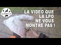 La video que la LPO ne vous montrera pas !