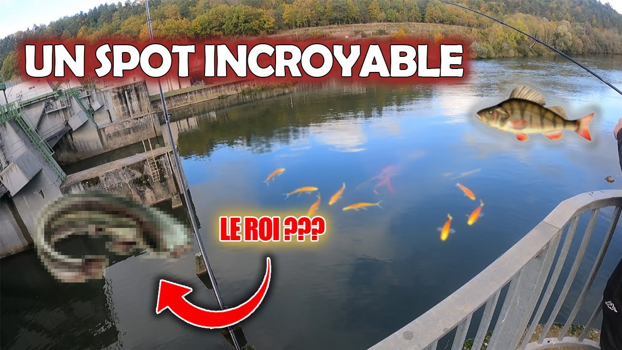 Regorge CE SPOT REGORGE DE POISSON !! - YouTube