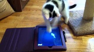 Kittens love Friskies fish app screenshot 5