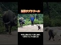 ネットで一番「家族思い」な犬！毎日あの手この手で物をパクりまくる。