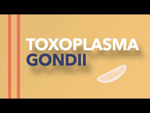 Video: Toxoplasma Parasite- ը խոստանում է մարդկանց քաղցկեղի բուժման համար