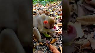 Lovely monkey #monkey #animal #Nice #monkeylovers #babymonkey #short