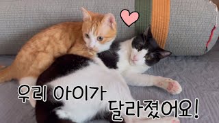 우린 제법 잘 어울려요!‍⬛❤ 고양이 합사 진짜 최종!!