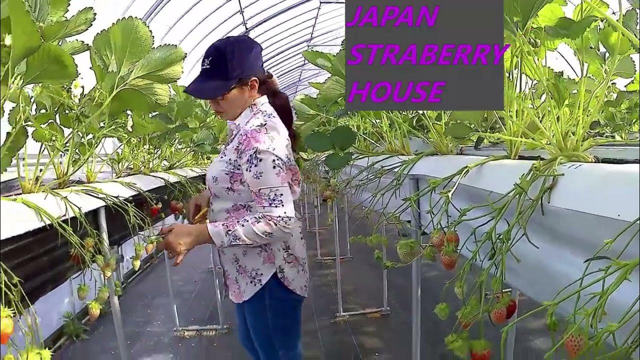 STRAWBERRY AND BLACKBERRIES KOREA AND JAPAN YouTube