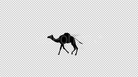 Walking Camel Silhouette | Motion Graphics - Envato elements