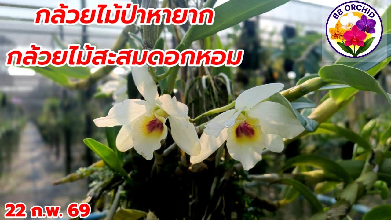 EP.81 กล้วยไม้สวยๆเข้าเพิ่ม กล้วยไม้หวาย กล้วยไม้หายาก #กล้วยไม้ #orchid 