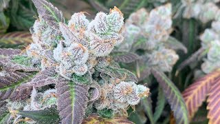 400 WATT LED EASY 1 POUND GROW WITH BP4000