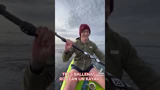 TRES BALLENAS RODEAN UN KAYAK | Diario AS