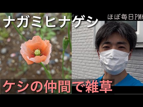 雑草をなくす方法は？ナガミヒナケシ（長実雛芥子）ポピーの仲間だけど雑草と雑学VLOG