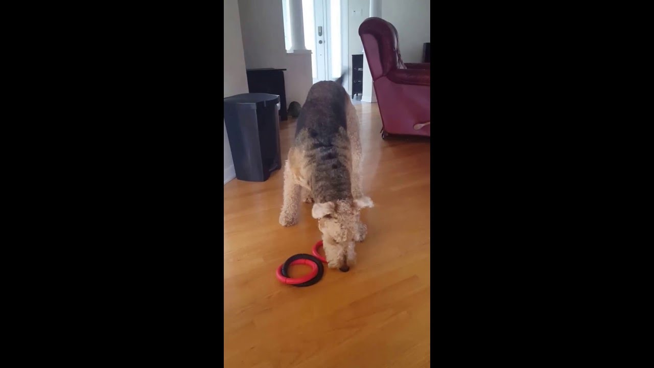 Dog going crazy over toy YouTube