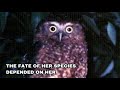 Miamiti: The Last Original Norfolk Island Owl