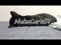 【RainbowSixSiege】NekoCart#1
